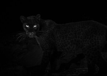 В Волгоградской области на ребенка напала пантера