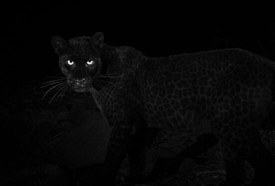 В Волгоградской области на ребенка напала пантера