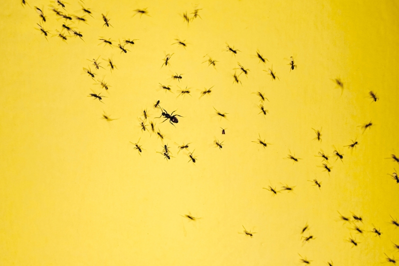 Как избавиться от муравьев: борная кислота и еще 14 средств