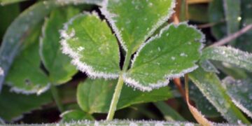 «Мощное вторжение холода»: синоптики пообещали заморозки 11 регионам России