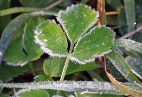 «Мощное вторжение холода»: синоптики пообещали заморозки 11 регионам России