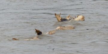 Новая Каховка затоплена