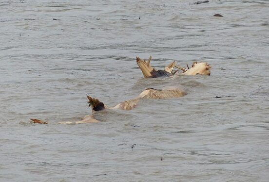 Власти Херсонской области: потоки воды могут принести в регион мины