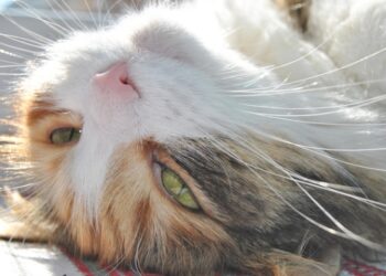 Ветеринар рассказала, почему кошки любят влажный корм