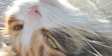 Ветеринар рассказала, почему кошки любят влажный корм