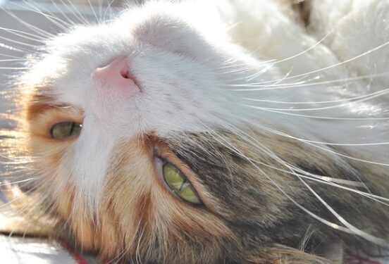 Ветеринар рассказала, почему кошки любят влажный корм