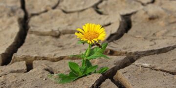 Жара накроет шесть регионов России в ближайшие дни