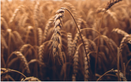 
                    Bloomberg узнал об отказе Египта от российской пшеницы

                