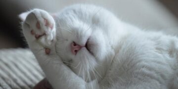 Лишай и глисты: ветеринар рассказала, чем можно заразиться от домашних кошек