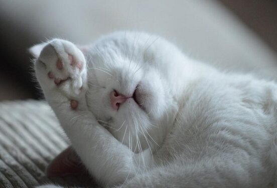 Лишай и глисты: ветеринар рассказала, чем можно заразиться от домашних кошек