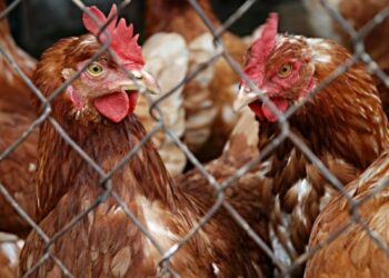 «Оживляет нашу работу»: Путин похвалил Патрушева за доклад из курятника и спросил про цены на мясо птицы