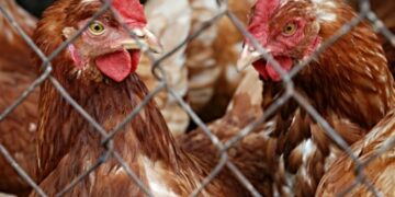 «Оживляет нашу работу»: Путин похвалил Патрушева за доклад из курятника и спросил про цены на мясо птицы