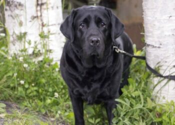 Гуманизму тут не место: почему россияне выступают за убийство бездомных животных