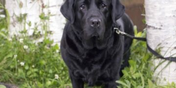 Гуманизму тут не место: почему россияне выступают за убийство бездомных животных