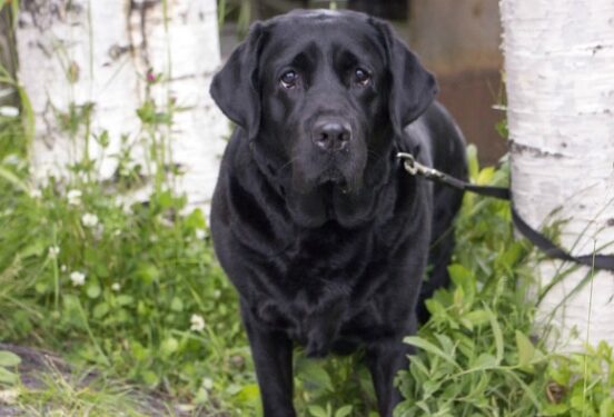 Гуманизму тут не место: почему россияне выступают за убийство бездомных животных