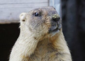 Сурок Сергей предсказал раннюю весну в России (видео)