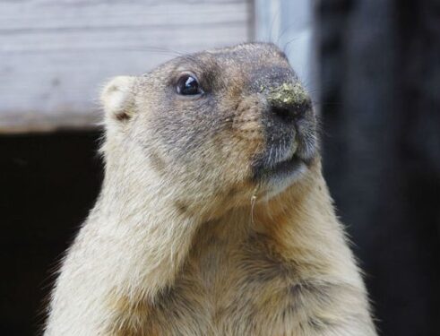 Сурок Сергей предсказал раннюю весну в России (видео)