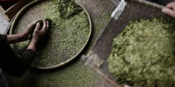 Особенности вьетнамского зелёного чая: история, производство и уникальные свойства