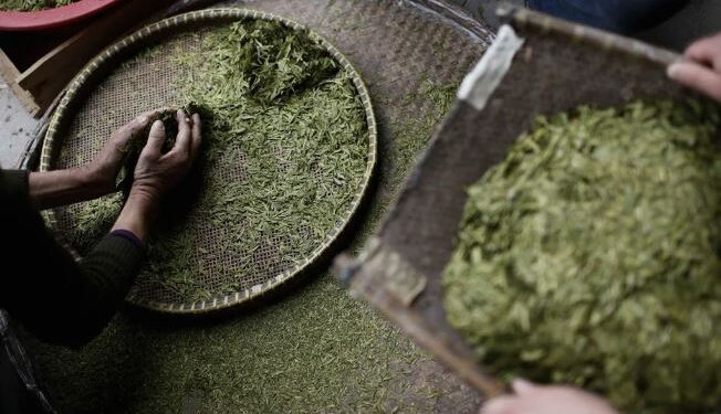 Особенности вьетнамского зелёного чая: история, производство и уникальные свойства