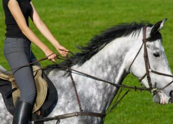 5 самых частых трудностей в освоении верховой езды и как их преодолеть