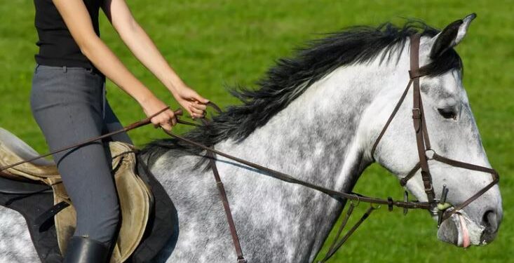 5 самых частых трудностей в освоении верховой езды и как их преодолеть
