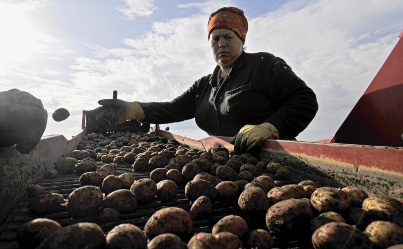 
                    Росстат назвал самые подорожавшие продукты за 2024 год

                