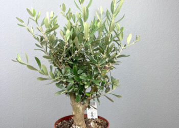 Изящество оливы: создаем гармоничное пространство с помощью комнатного дерева