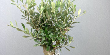 Изящество оливы: создаем гармоничное пространство с помощью комнатного дерева