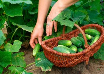 19 июля — какой сегодня праздник? Что отмечают в этот день в России и мире