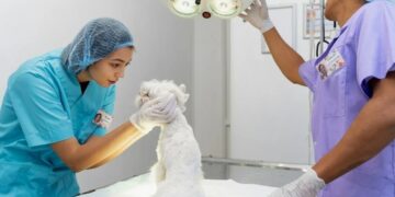 Какие хирургические операции проводятся в ветеринарной клинике