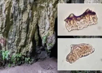 Археологи нашли 3500-летний рис для ритуалов на крошечном острове в океане