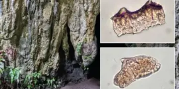 Археологи нашли 3500-летний рис для ритуалов на крошечном острове в океане