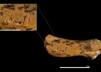 Обезглавили и съели. Найдены следы каннибализма предков европейцев