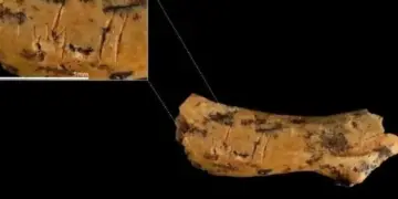 Обезглавили и съели. Найдены следы каннибализма предков европейцев