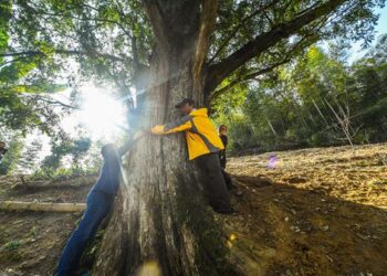 Секреты Цзинлуо: Китай охватила мания «крокодильего ползанья» и «обнимашек» с деревьями