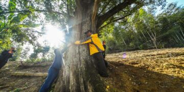 Секреты Цзинлуо: Китай охватила мания «крокодильего ползанья» и «обнимашек» с деревьями