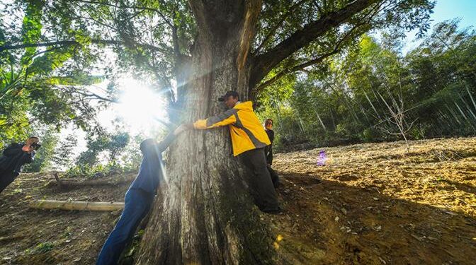 Секреты Цзинлуо: Китай охватила мания «крокодильего ползанья» и «обнимашек» с деревьями