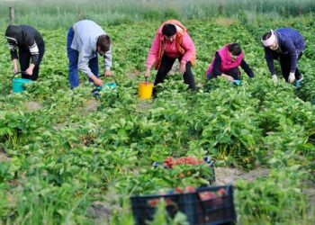 Спину скрутило: Несколько советов дачникам, которые любят бить рекорды на своих участках