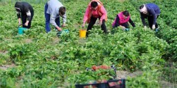 Спину скрутило: Несколько советов дачникам, которые любят бить рекорды на своих участках