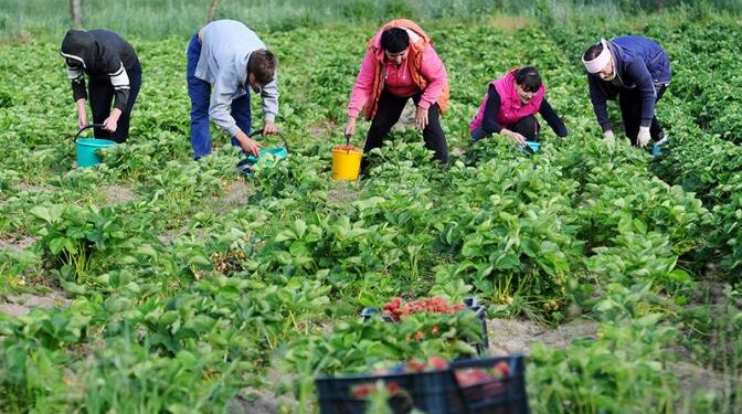 Спину скрутило: Несколько советов дачникам, которые любят бить рекорды на своих участках