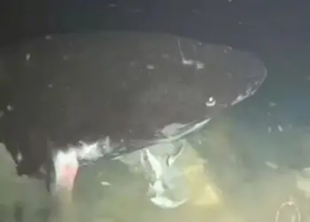 Ученые показали фото самой редкой акулы, которая ест с закрытыми глазами