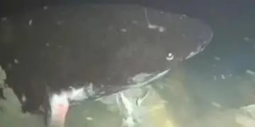 Ученые показали фото самой редкой акулы, которая ест с закрытыми глазами