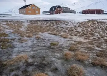 Ученые встревожены обнаружением в Арктике растительности вместо снега