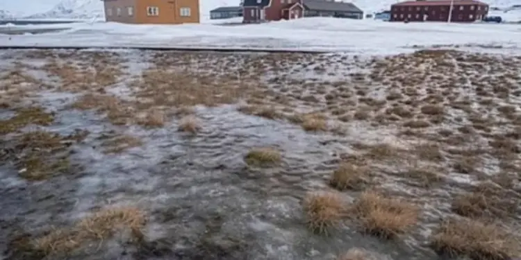 Ученые встревожены обнаружением в Арктике растительности вместо снега