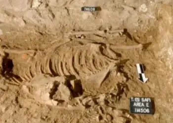 В Израиле обнаружили таинственных жертвенных ослов, которым 5 тыс. лет