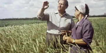 Злаковая фигура. Разработки русского селекционера могут перевернуть мир