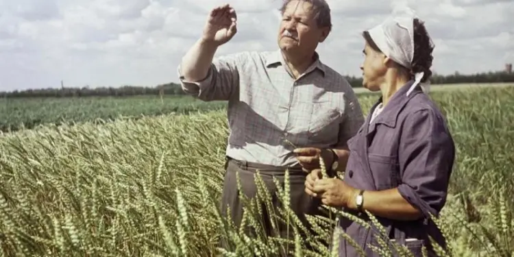 Злаковая фигура. Разработки русского селекционера могут перевернуть мир