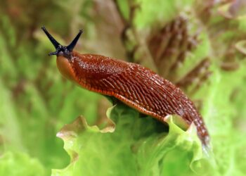 Испанские слизни: откуда в Подмосковье и Ленобласти, как с ними