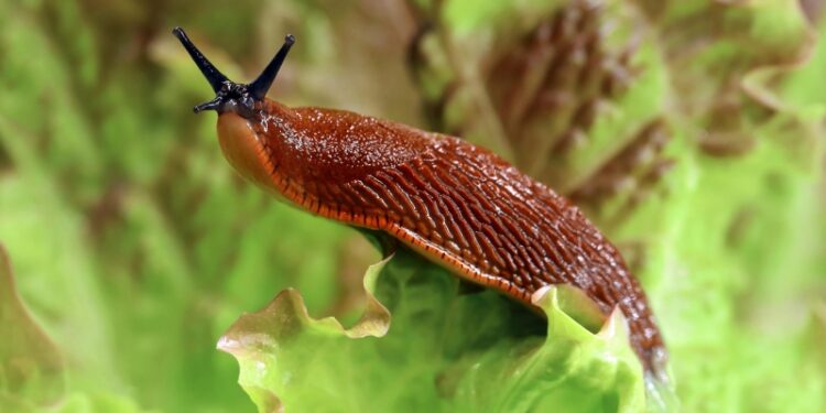 Испанские слизни: откуда в Подмосковье и Ленобласти, как с ними