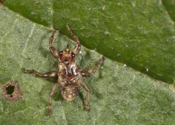 Клещ, блоха, вошь и муха с огромными глазами: Августовские вампиры выходят на охоту